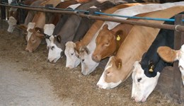 English cattle population falls by 2.2% in December